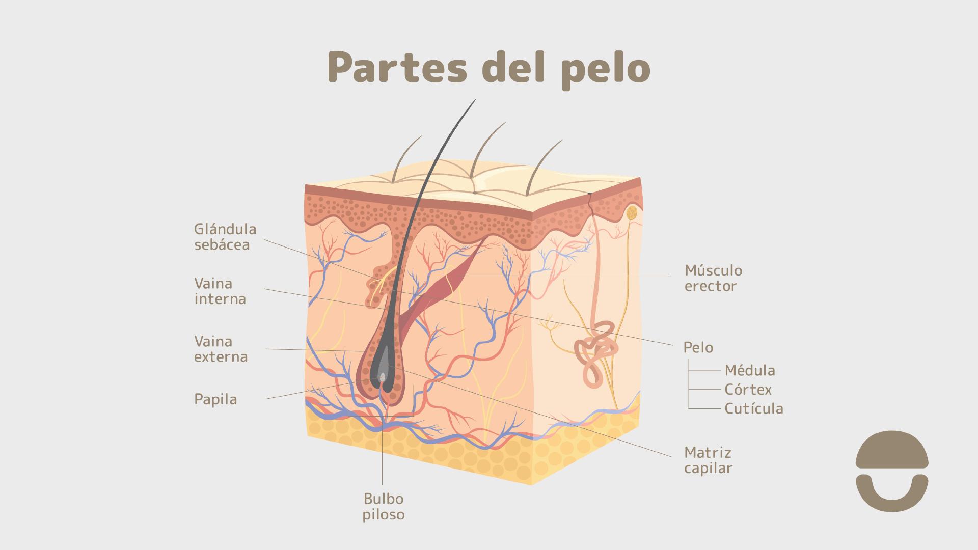 ¿Cuáles son las partes del pelo?